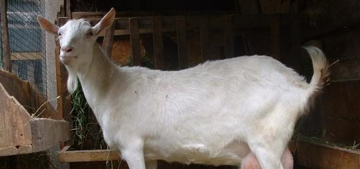 Болезни коз: их причины, симптомы, лечение и профилактика